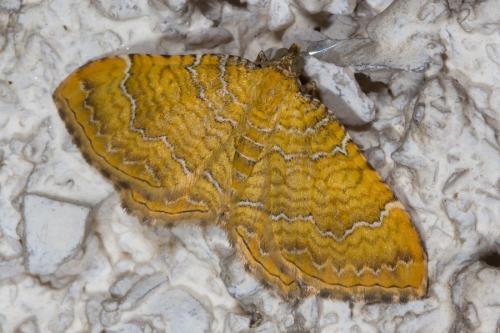 Réf. 164 253 : Camptogramma bilineata