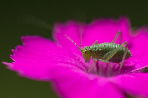 Leptophyes punctatissima