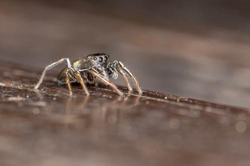 Heliophanus sp.