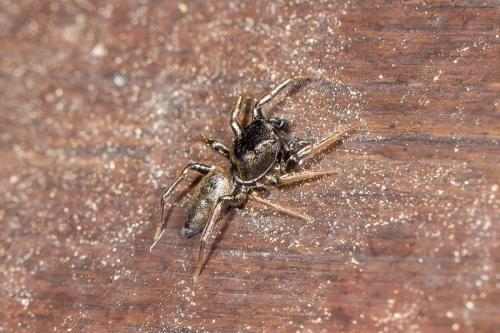 Heliophanus sp.