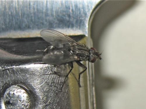 Tricogena rubricosa