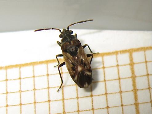 Peritrechus lundii