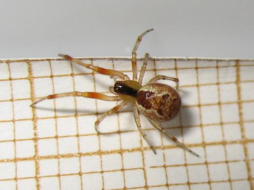 Anelosimus sp.