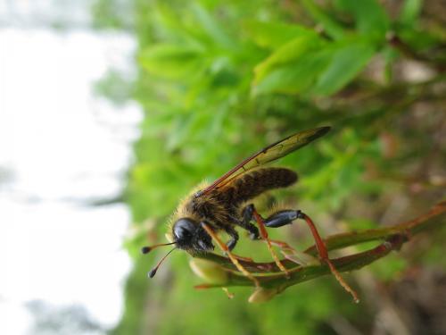 Trichiosoma sp.