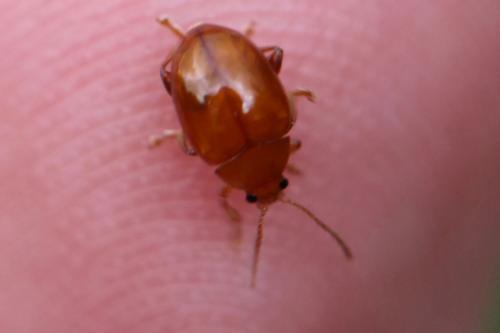 Réf. 164 834 : Sphaeroderma sp.