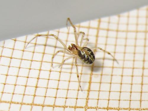 Theridion sp.