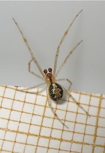 Theridion sp.