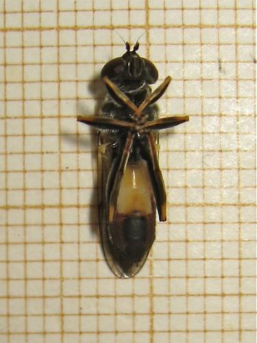 Réf. 164 361 : Xylota segnis