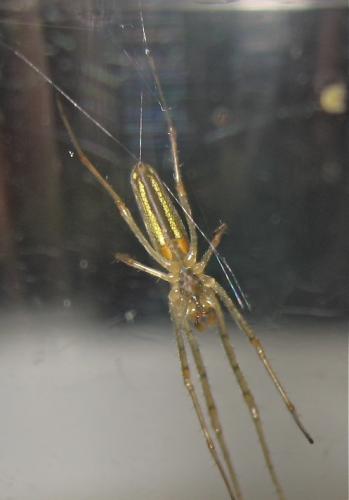 Tetragnatha sp.