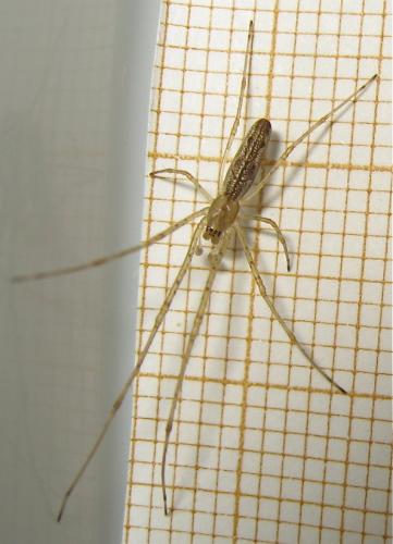 Tetragnatha sp.