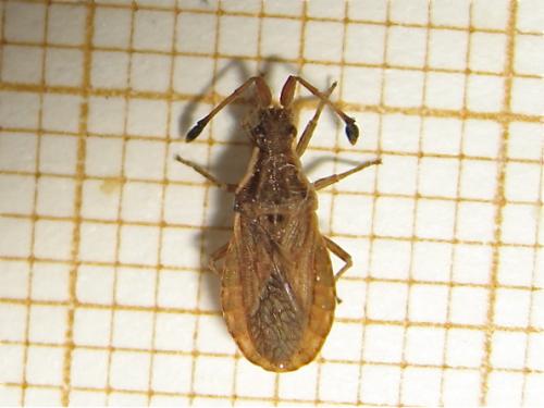 Réf. 164 460 : Spathocera lobata