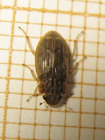 Helophorus alternans