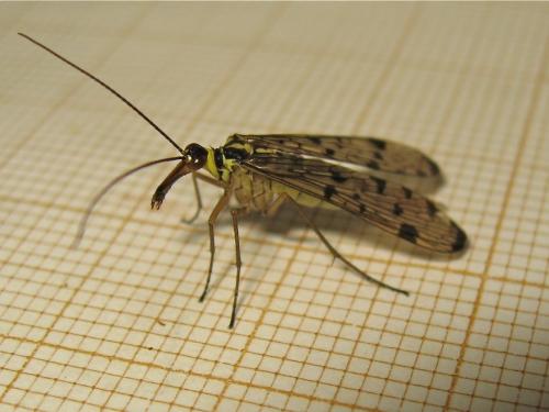 Panorpa germanica