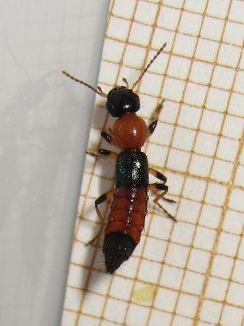 Paederus sp.