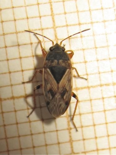 Réf. 164 591 : Trapezonotus ullrichi