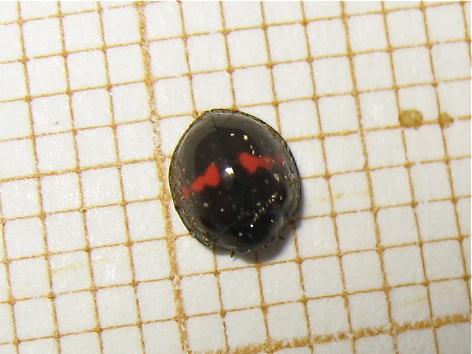 Réf. 164 605 : Chilocorus bipustulatus