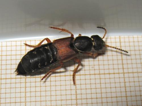 Réf. 164 607 : Staphylinus dimidiaticornis