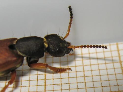 Réf. 164 608 : Staphylinus dimidiaticornis