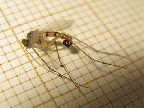 Neurigona quadrifasciata
