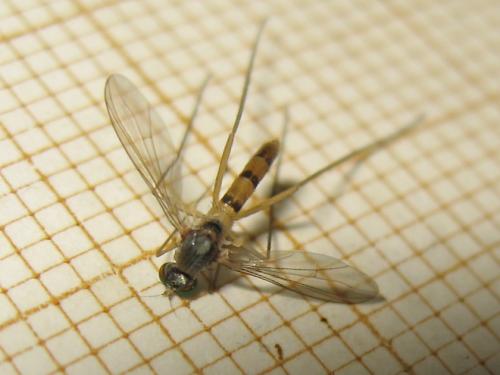 Réf. 164 702 : Neurigona quadrifasciata