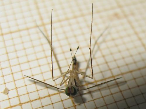 Neurigona quadrifasciata