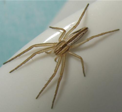 Tibellus sp.