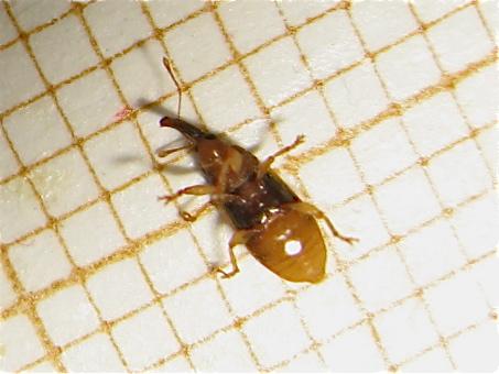 Derelomus chamaeropis