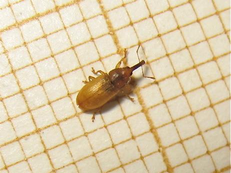 Derelomus chamaeropis