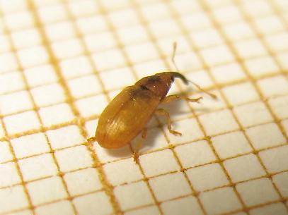 Derelomus chamaeropis