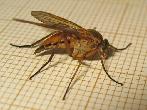 Réf. 164 981 : Rhagio tringarius