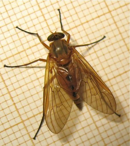 Réf. 164 982 : Rhagio tringarius
