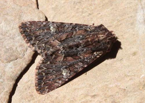 Réf. 164 790 : Mniotype adusta