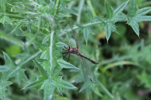 Oxygastra curtisii