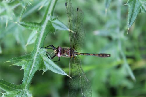 Oxygastra curtisii