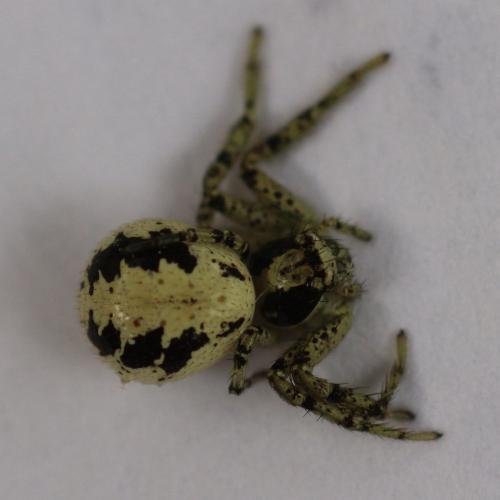 Xysticus sp.