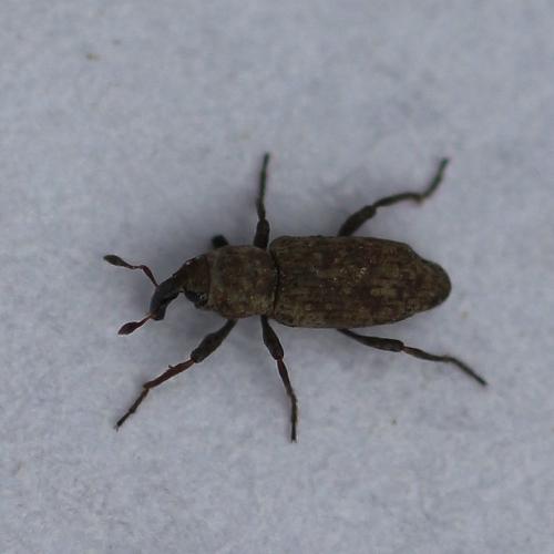 Bagous tempestivus