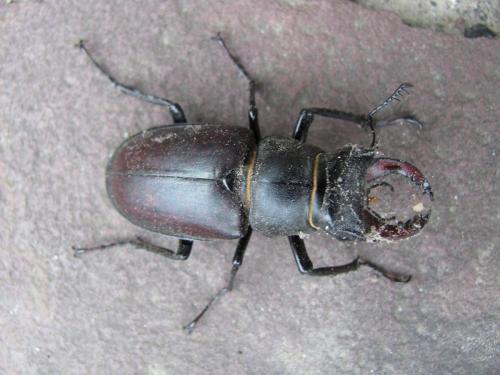 Lucanus cervus