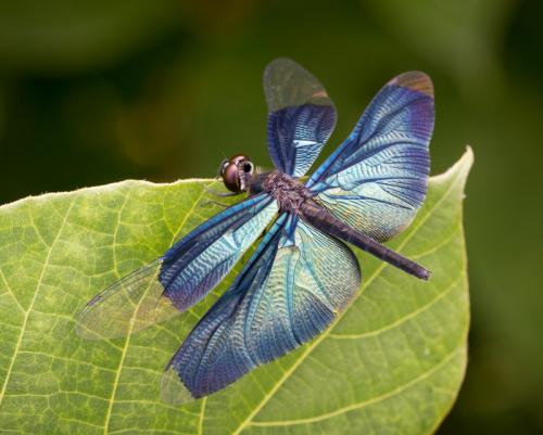 Rhyothemis fuliginosa