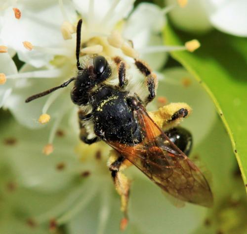 Andrena sp.