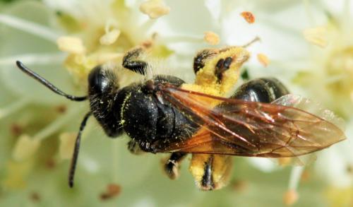 Andrena sp.