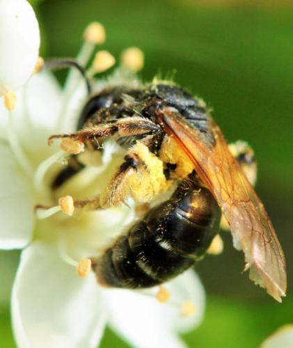Andrena sp.