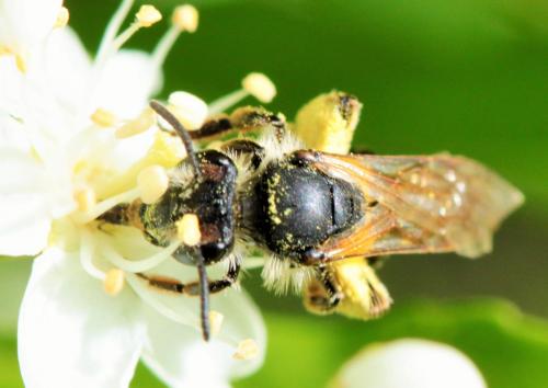 Andrena sp.