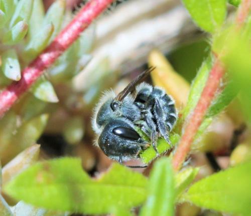 Osmia caerulescens