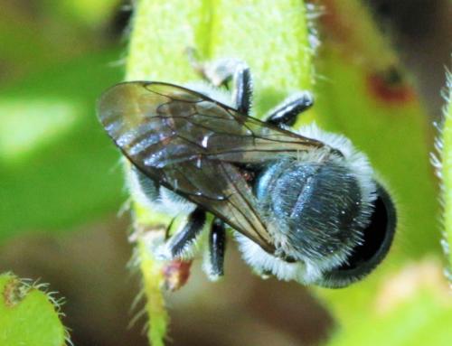 Osmia caerulescens