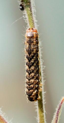 Hadena bicruris
