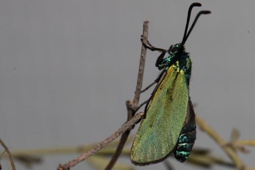 Adscita mannii