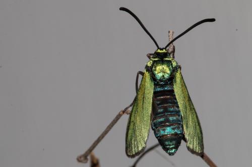 Adscita mannii