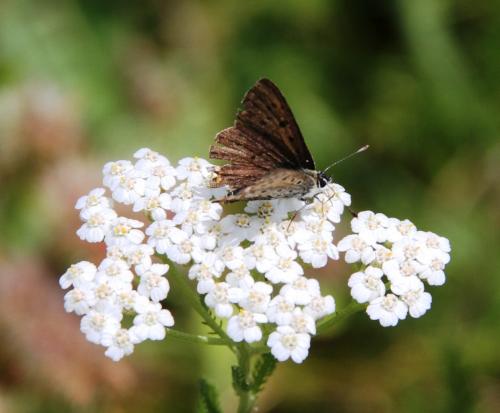 Lycaena tityrus