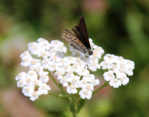 Lycaena tityrus