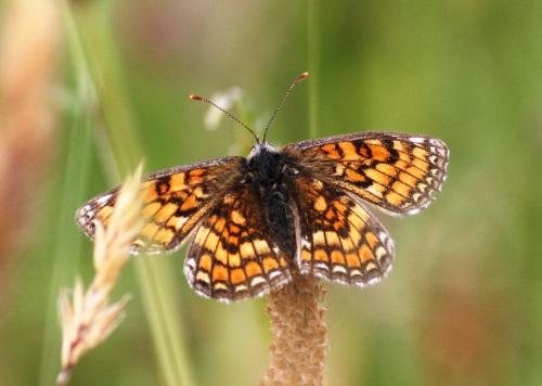 Réf. 164 606 : Melitaea parthenoides